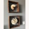 Shadow Boxes Of Nautilus And Cake Coral -Home Furnishings Store 1500 1500 frame 0 9606