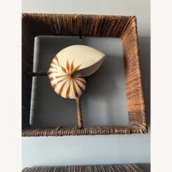 Shadow Boxes Of Nautilus And Cake Coral -Home Furnishings Store 1500 1500 frame 0 9608