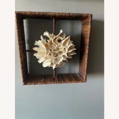 Shadow Boxes Of Nautilus And Cake Coral -Home Furnishings Store 1500 1500 frame 0 9610